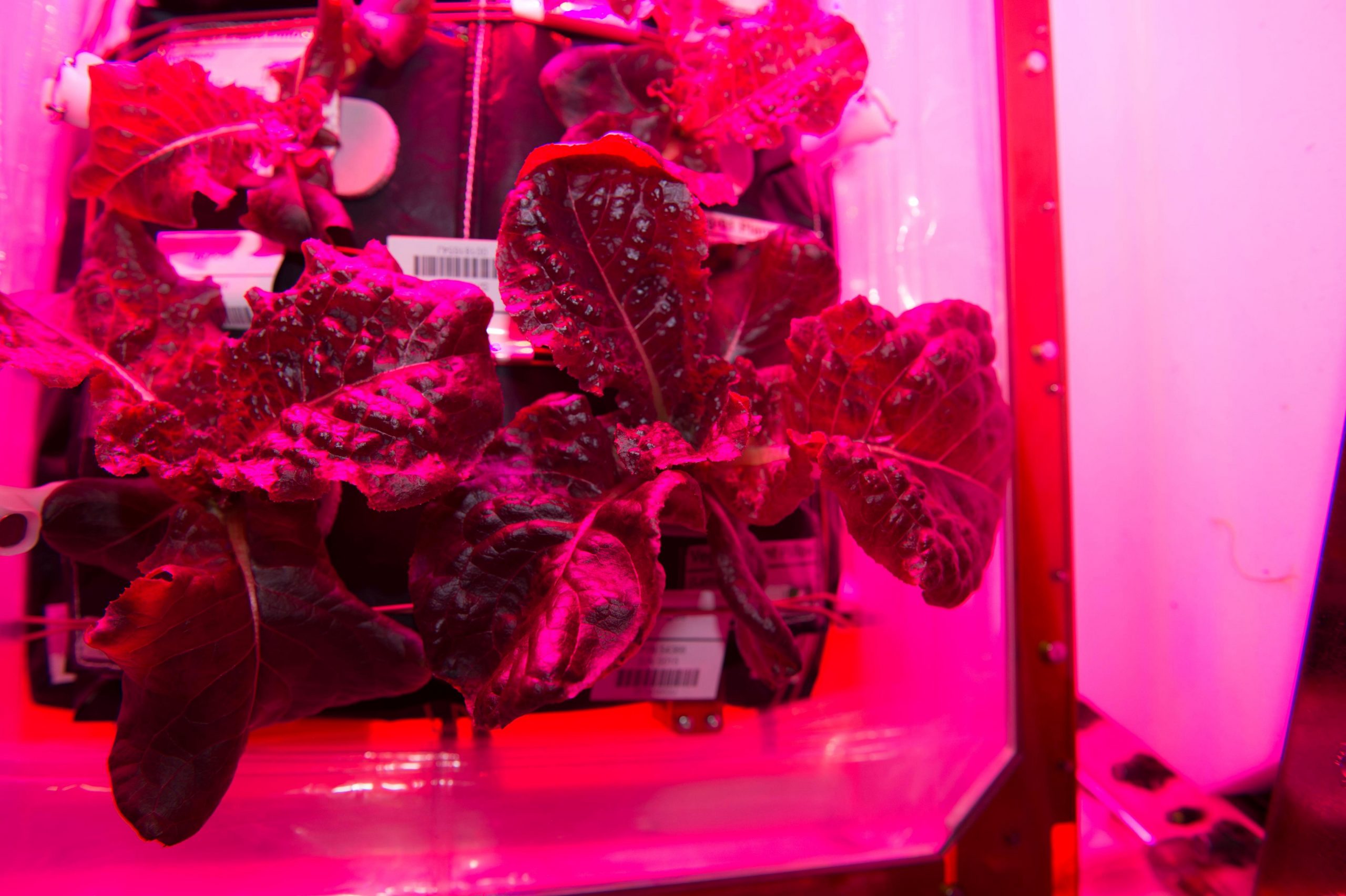 PR42 Astrofarmer – Learning about conditions for plant growth
